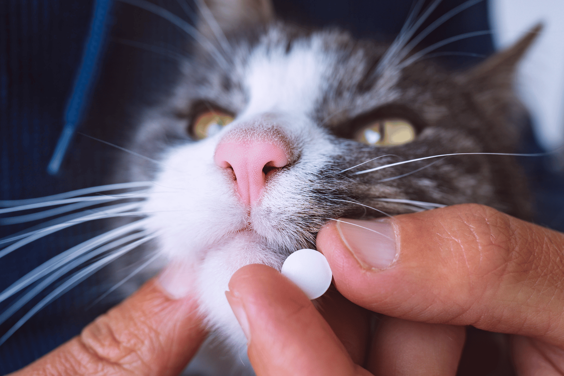 vitamins for cats