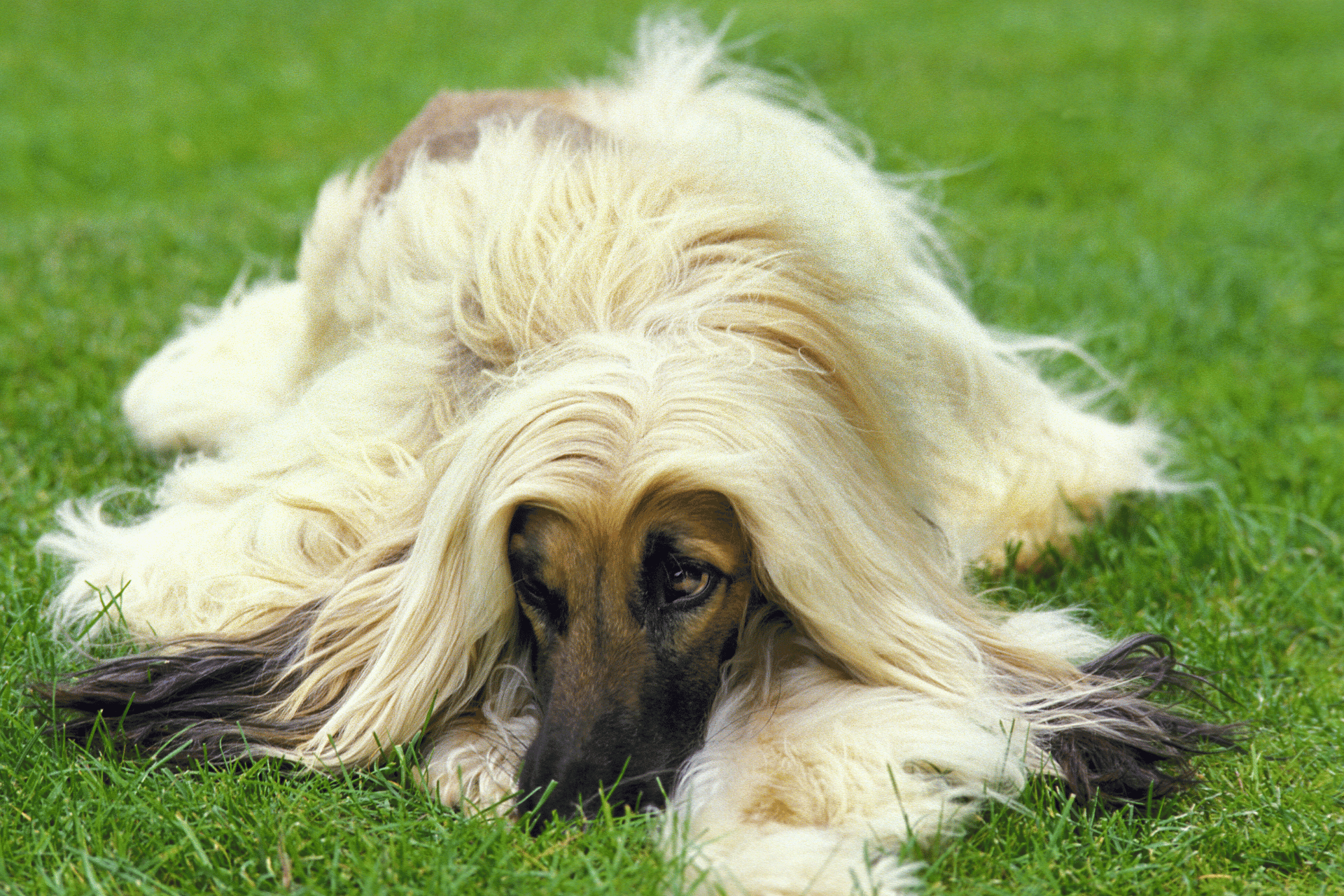 Best Adult dog food