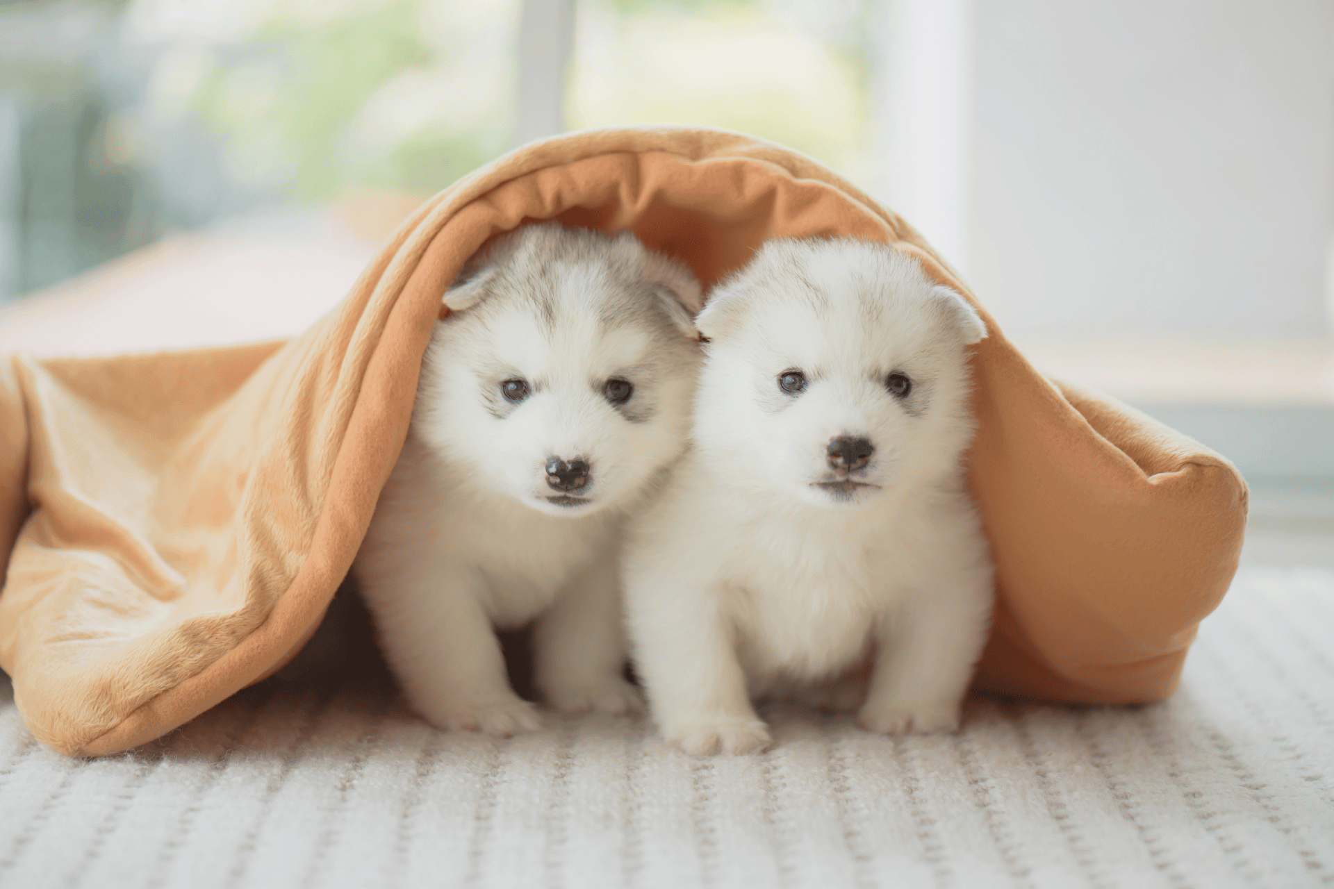 Best Puppy Food