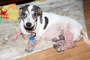 best dog food for allergies